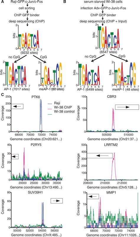 Identification Of Ap 1 Binding Motifs In The Human Genome Download Scientific Diagram