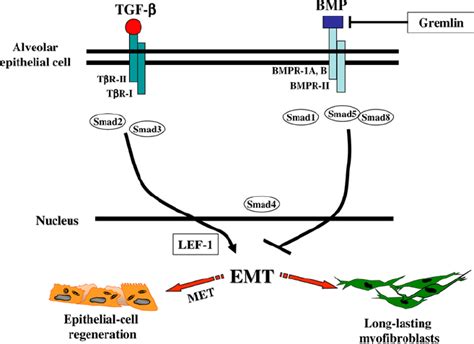 Schematic Overview Of The Epithelialmesenchymal Transition As