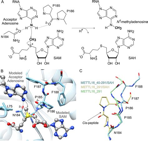 Proposed Mechanism Of Methyl Transfer Catalyzed By METTL16 A A