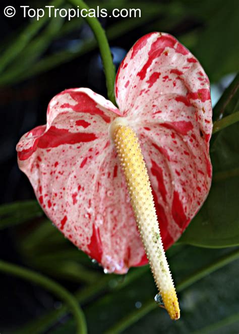 Anthurium hybrid Shibori, Flamingo Flower, Variegated Flower Anthurium ...