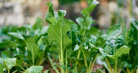 Semer Les Blettes Au Potager Tom Le Jardinier