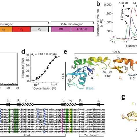 Structural Analysis Of The TRAF6Ubc13 Interaction A Ribbon Diagram