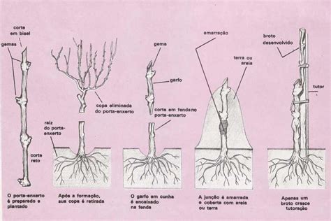 Clube Do Vinho Artesanal Vamos Conhecer O Plantio E O Desenvolvimento