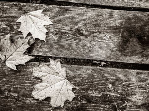 Autumn Leaves On Wood As Nature Background Stock Image Image Of