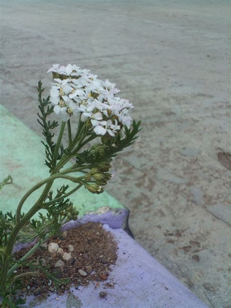 common yarrow from Белебей, Респ. Башкортостан, Россия on August 26 ...