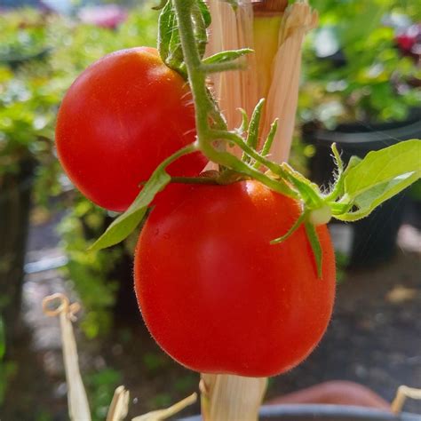 Pomodoro De Berao Solanum Lycopersicum Biologico Semi