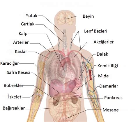 Nsan V Cudu Anatomisi Nsan V Cudu Resimleri