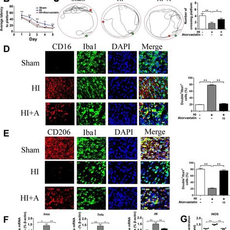 Atorvastatin Alleviated Hi Induced Brain Injury And Neuroinflammation