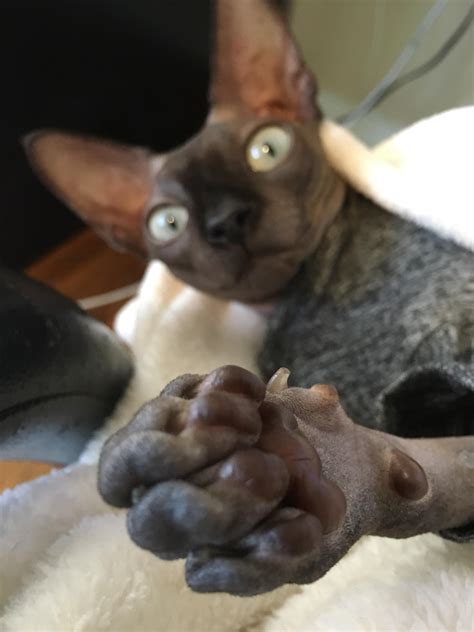 U Lookin At Mai Toe Beans Rsphynx