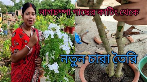 নাগচম্পা গাছের কাটিং থেকে নতুন চারা তৈরি।how To Grow And Care Nag