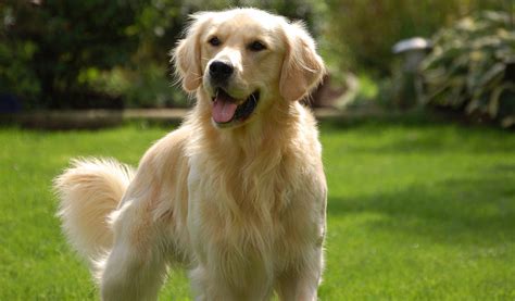 I Migliori Nomi Per Cani Originali E Belli