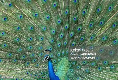 A Male Peacock Displays Its Feathers At Sri Lankas Yala National