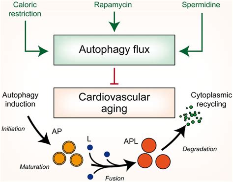 Autophagy And Mitophagy In Cardiovascular Disease Circulation Research