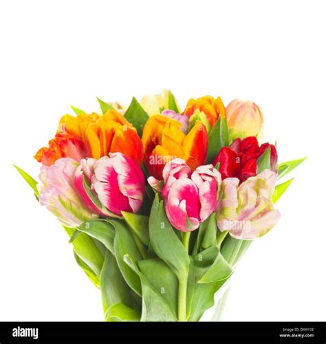 Bouquet Of Fresh Colorful Tulip Flowers On White Background Stock Photo