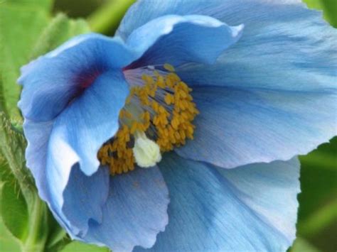 Blue-poppies | Longwood Gardens