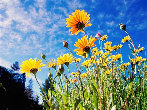 Flowers Grass Sky Polyana Glade Sunny HD Wallpaper Pxfuel