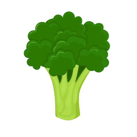 Premium Vector Broccoli Isolated On White Background Fresh Broccoli