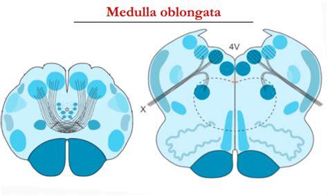 Medulla oblongata Diagram | Quizlet