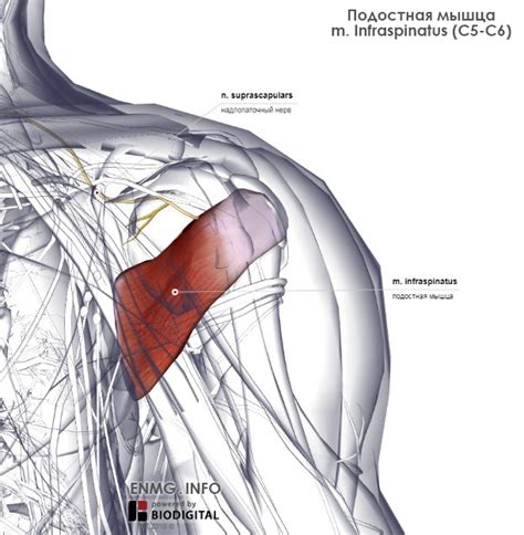 M Infraspinatus Enmginfo