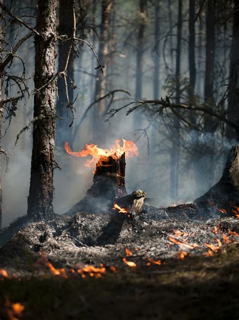 Ulala: Gambar Kebakaran Hutan Yang Sangat Mengagumkan