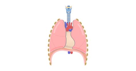 Pericardium - Structure & Function