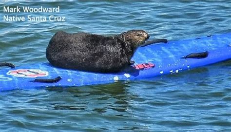 Watch Sea Otter Menaces Surfer Steals His Board