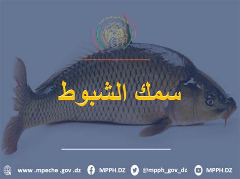 سمك الشبوط Mpph وزارة الصيد البحري و المنتجات الصيدية