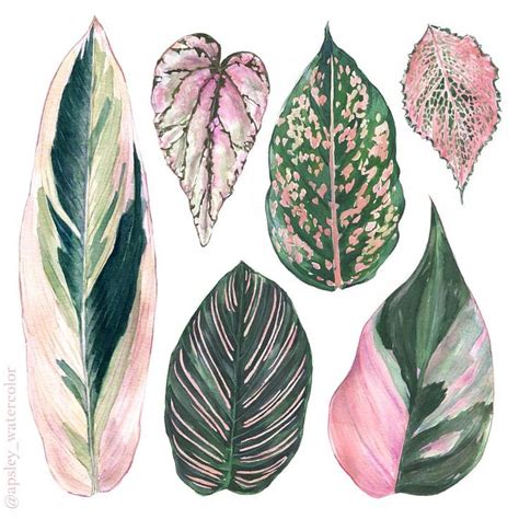 Aaron Apsley Su Instagram Here S A Few Of My Favorite Pink Leaves I