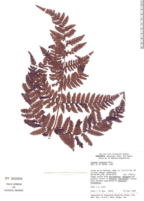 Cyathea Lechleri Rapid Reference The Field Museum