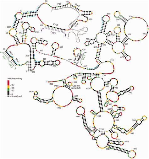 Rna Secondary Structure Of The Nucleotides 1 1482 Of Ty1 Genomic Rna Download Scientific