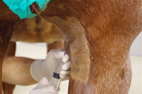 Standing Fibrotic Myopathy Surgery For Horses Showing Promise The