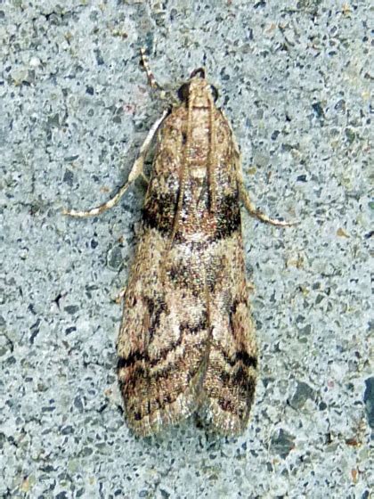 Pyralid Moth Bugguidenet