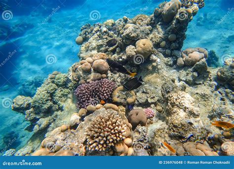 Espantoso Mundo Submarino Do Mar Vermelho Um Bando De Peixes Tropicais