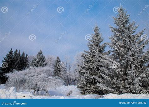 Winter In A Spruce Forest Spruces Covered With White Fluffy Snow