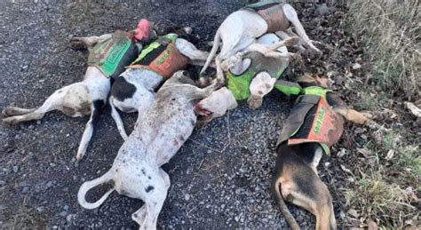 7 chiens de chasse tués pour être rentrés sur la propriété de la