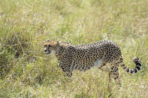 Chita Africana Salvaje En El Parque Nacional Masai Mara En Kenya Foto De Archivo Imagen De