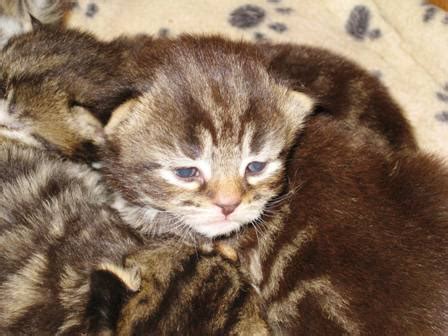 Mackerel tabby kittens - Pet Samaritans