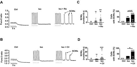 Pde4 Inhibition Like Pde3 Inhibition Promotes Pro Arrhythmogenic