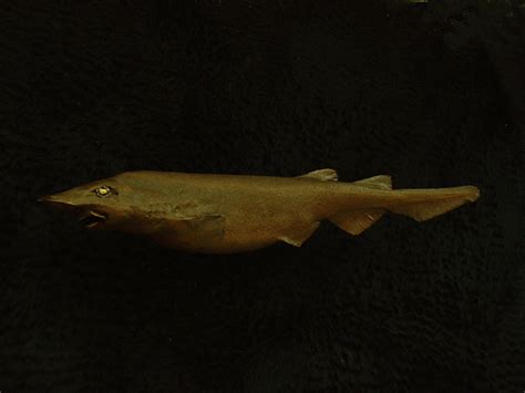 Cat Shark (63cm) « Bilz Rockfish