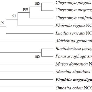 Molecular Phylogenetic Analysis Of Order Diptera By Maximum Likelihood