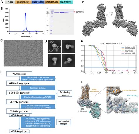 Fig S1 Sample preparation and cryo EM data processing of the β2AR CN