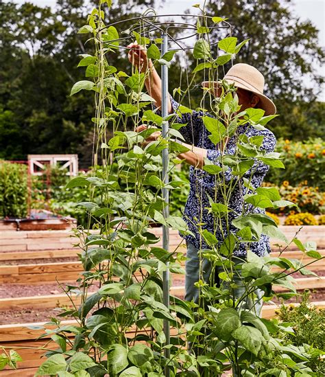 Small Space Gardening - Vegetables, Fruits, and Herbs - Burpee