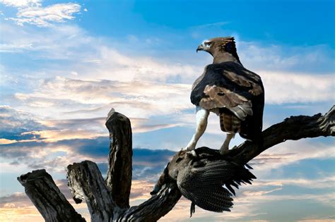 Eagle Perched on Tree Branch · Free Stock Photo