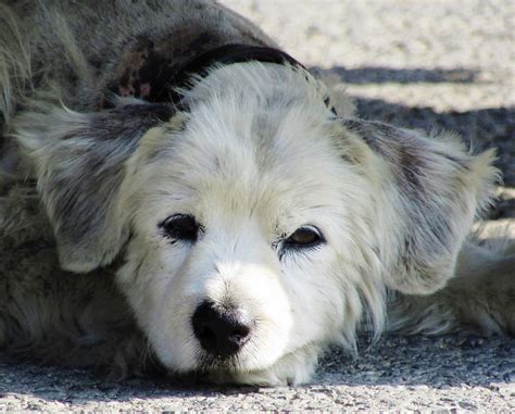 Fotos Gratis Calle Perrito Solo Mirando Tristeza Abandonado