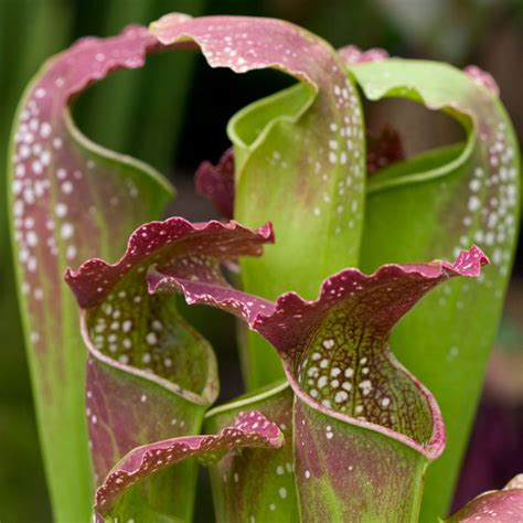 GardenersDream Sarracenia Smoorii | Wayfair.co.uk