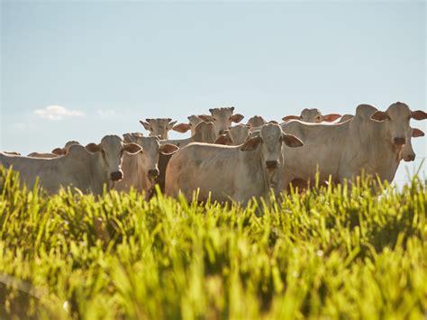 Minerva Tem Plantas Habilitadas Para Exportar Carne Bovina Ao M Xico