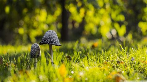 Wallpaper Sunlight Forest Depth Of Field Nature Grass Mushroom