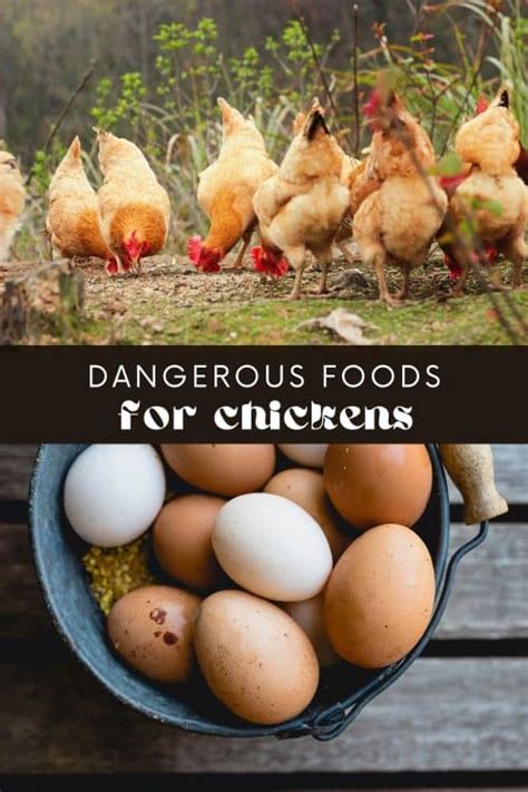 What Cant Chickens Eat • Longbourn Farm