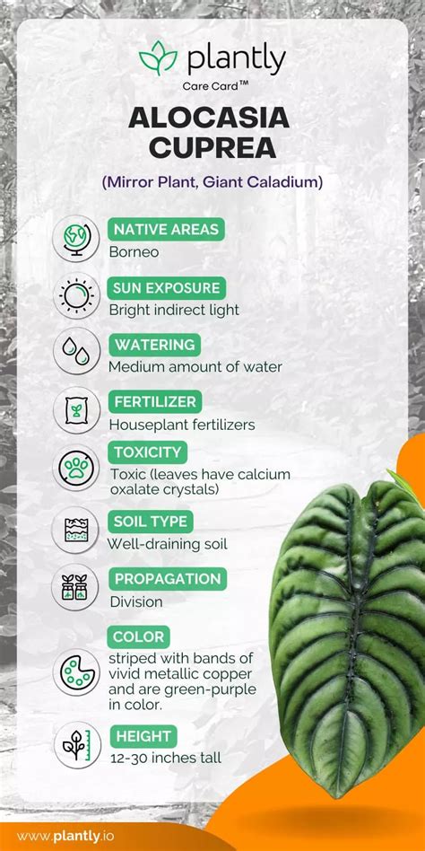 Alocasia Cuprea Plant Care Guide Plantly