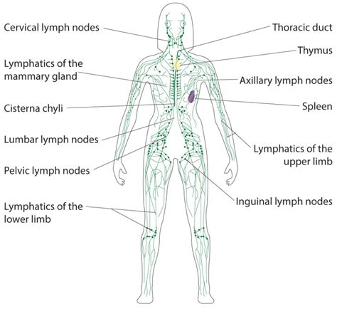 Groin Lymph Nodes Diagram